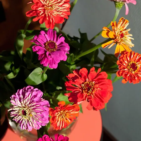 ホテル Tante Alma's Bonner 3*