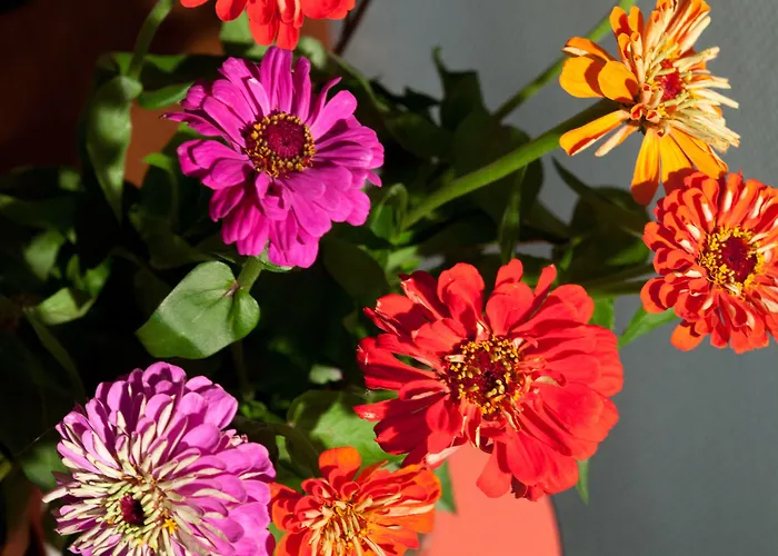 Hotel Tante Alma's Bonner 3*